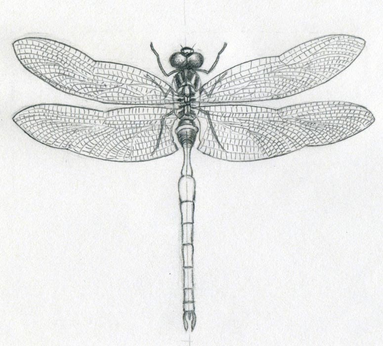 dragonfly-drawings10.jpg