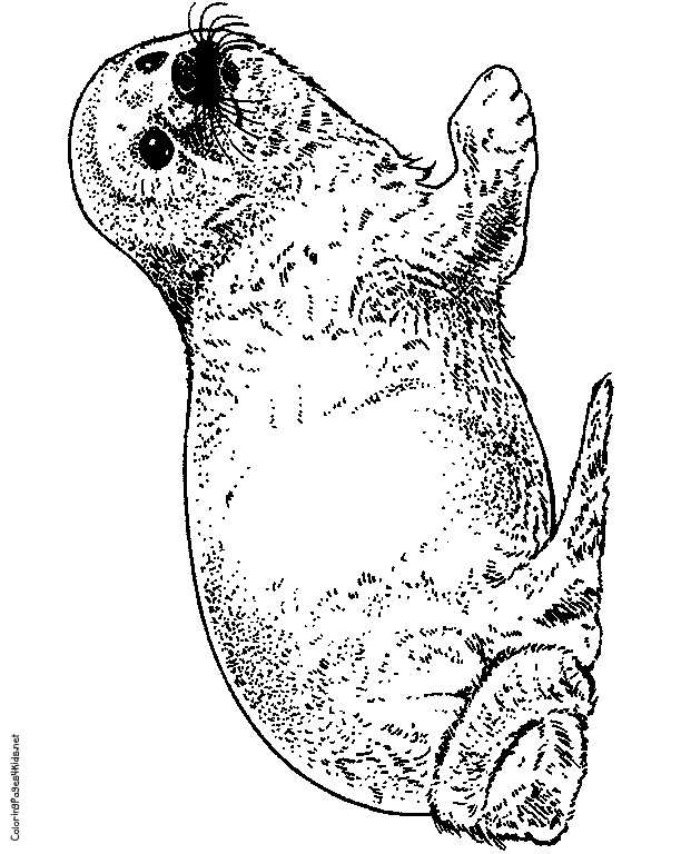 Seal Coloring Pages | Coloring Pages For Kids