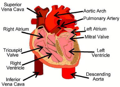heart2a.jpg