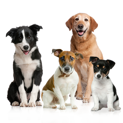 Dog Breed Plus : More Than Just Dog Breeds