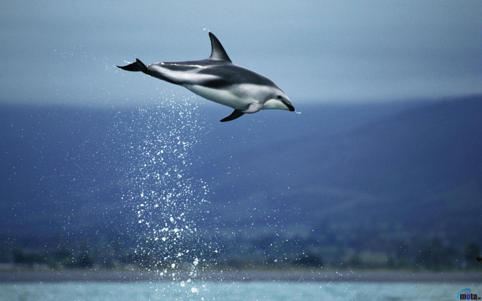 Resolution Animated Dolphin Leaping Dusky Zeal wallpapers HD free ...