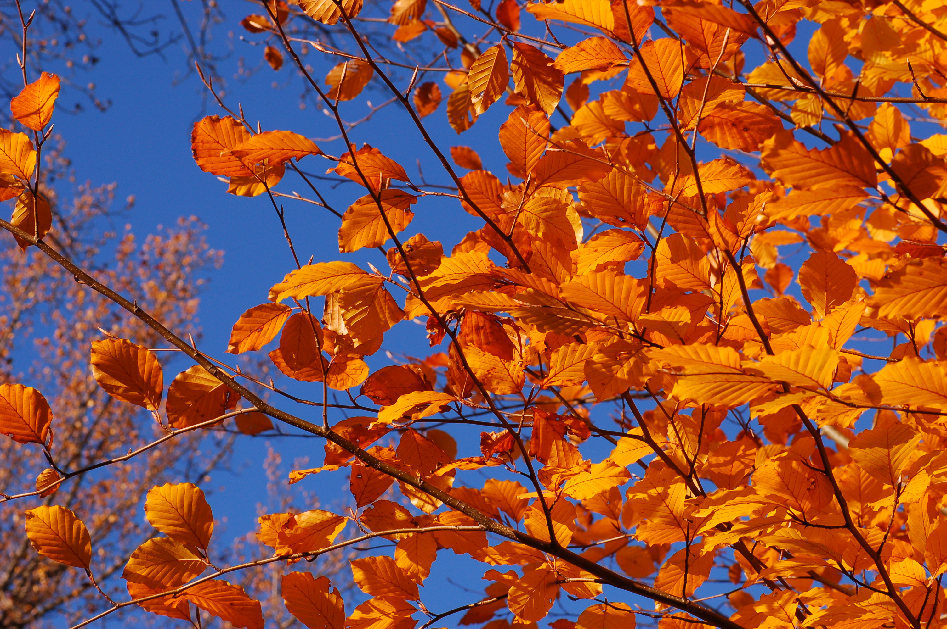 File:Copper Beech Fagus sylvatica f. purpurea Autumn Leaves 3008px ...