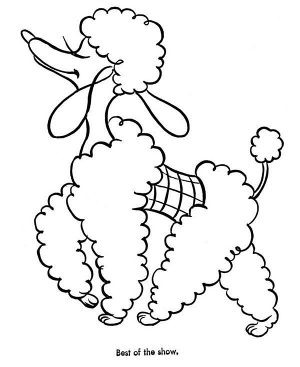 A Stylish Poodle on the Dog Show Coloring Page - Free & Printable ...
