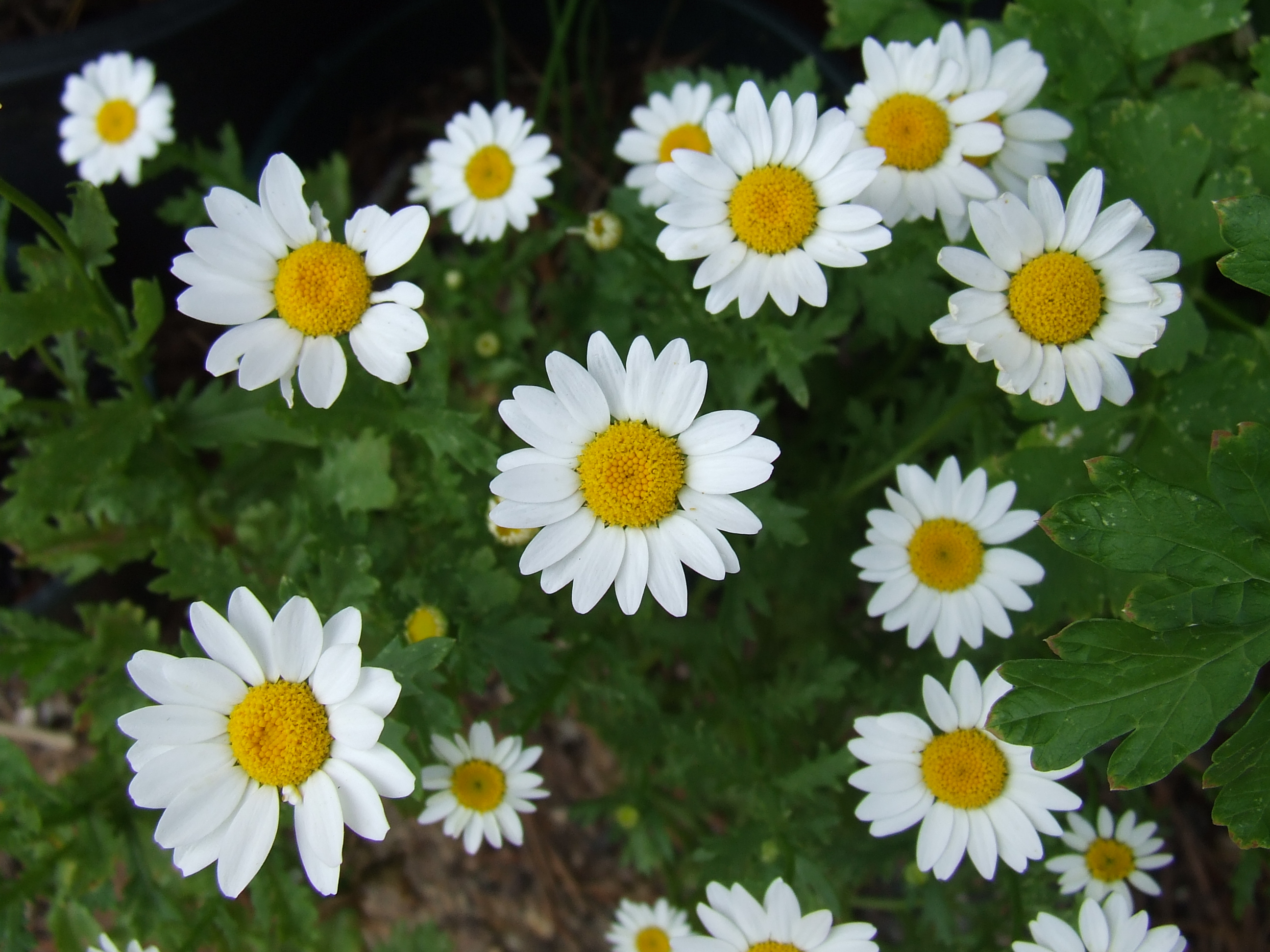 File:Several daisies (Asteroideae) top.jpg - Wikimedia Commons