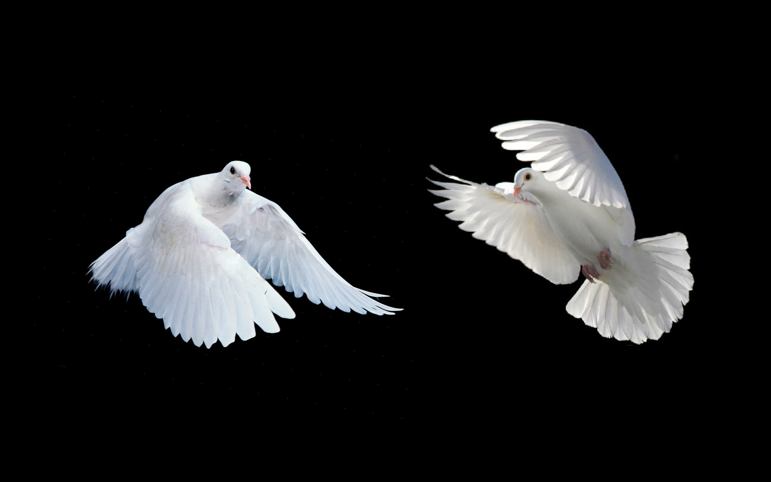 Grab Flying White Doves Photos | picturespider.com