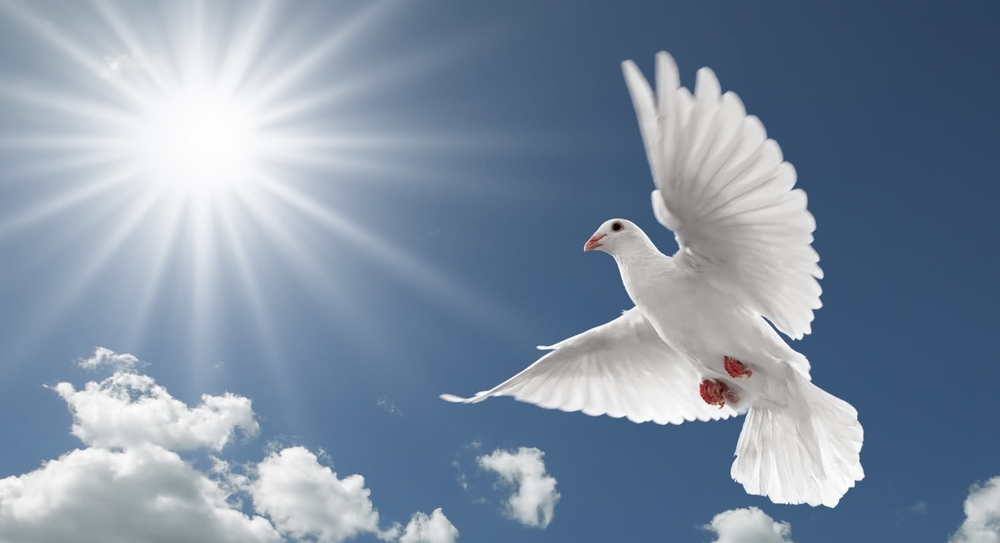 Pigeon-Beautiful-Best-HD- ...