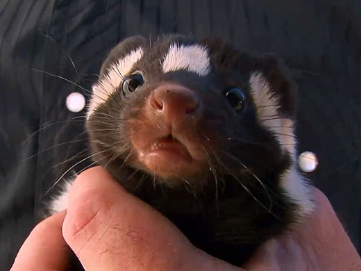 Is That Skunk? ~ Tell Us Your Skunk Tales! | Nature | PBS