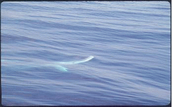 CRESLI's fin whale page