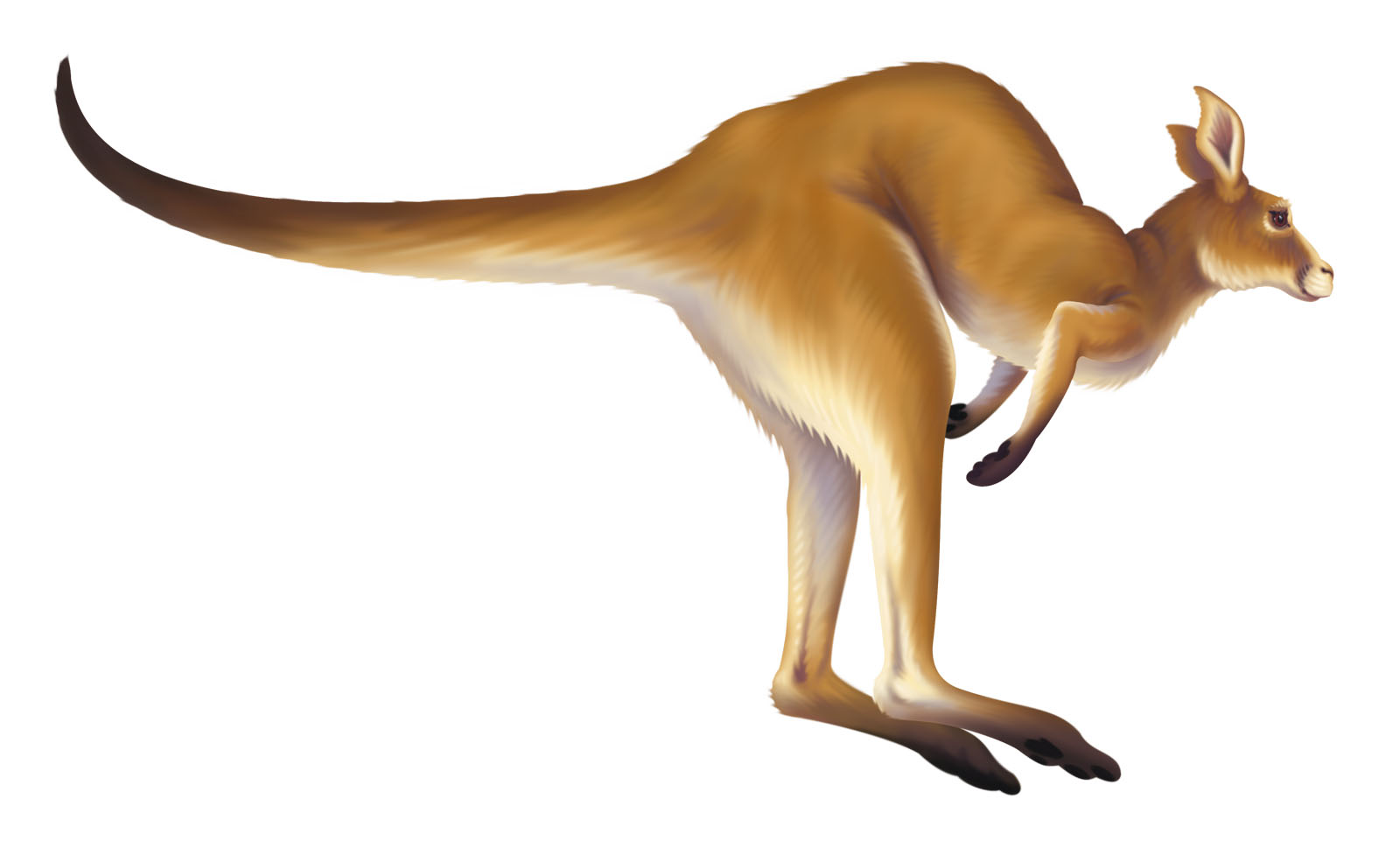Kangaroo Jumping Images & Pictures - Becuo