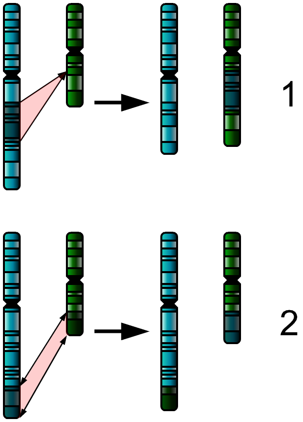Chromosome - Psychology Wiki