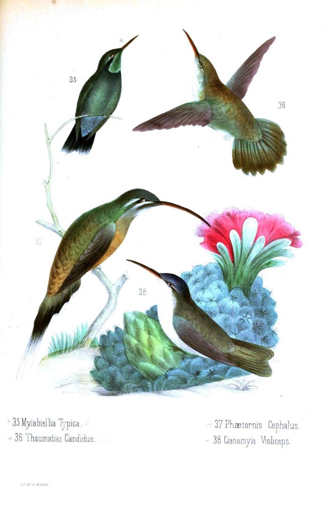 Animal – Bird – Hummingbird, Mexican 10 | Vintage Printable at ...