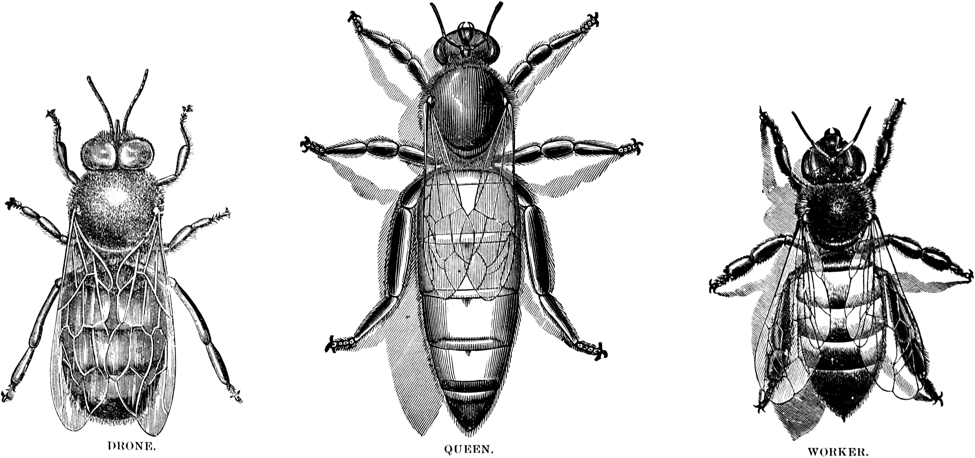 Vintage Bee Clipart | Oh So Nifty Vintage Graphics