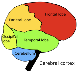 Pix For > Psychology Art Brain