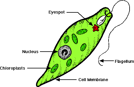 Prostista Kingdom