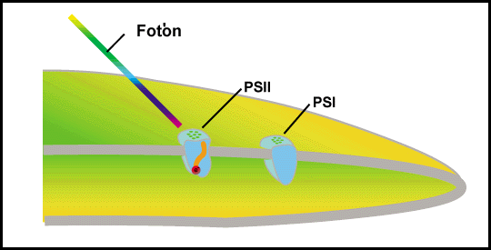 Plant and Soil Sciences eLibrary