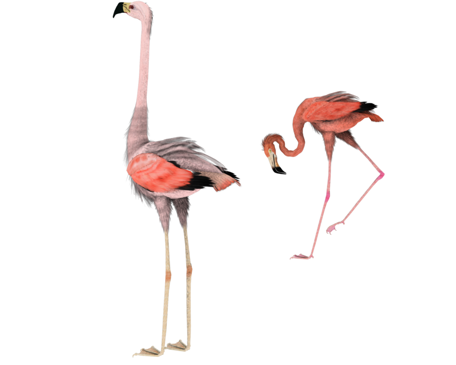 fun flamingo stock art pics by madetobeunique on deviantART