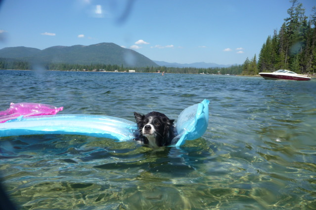 Swimming, does your dog like it? - General Border Collie ...