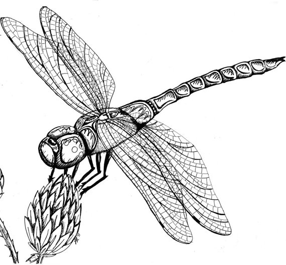 Items similar to Dragonfly on Milkweed Original Pen & Ink Drawing ...