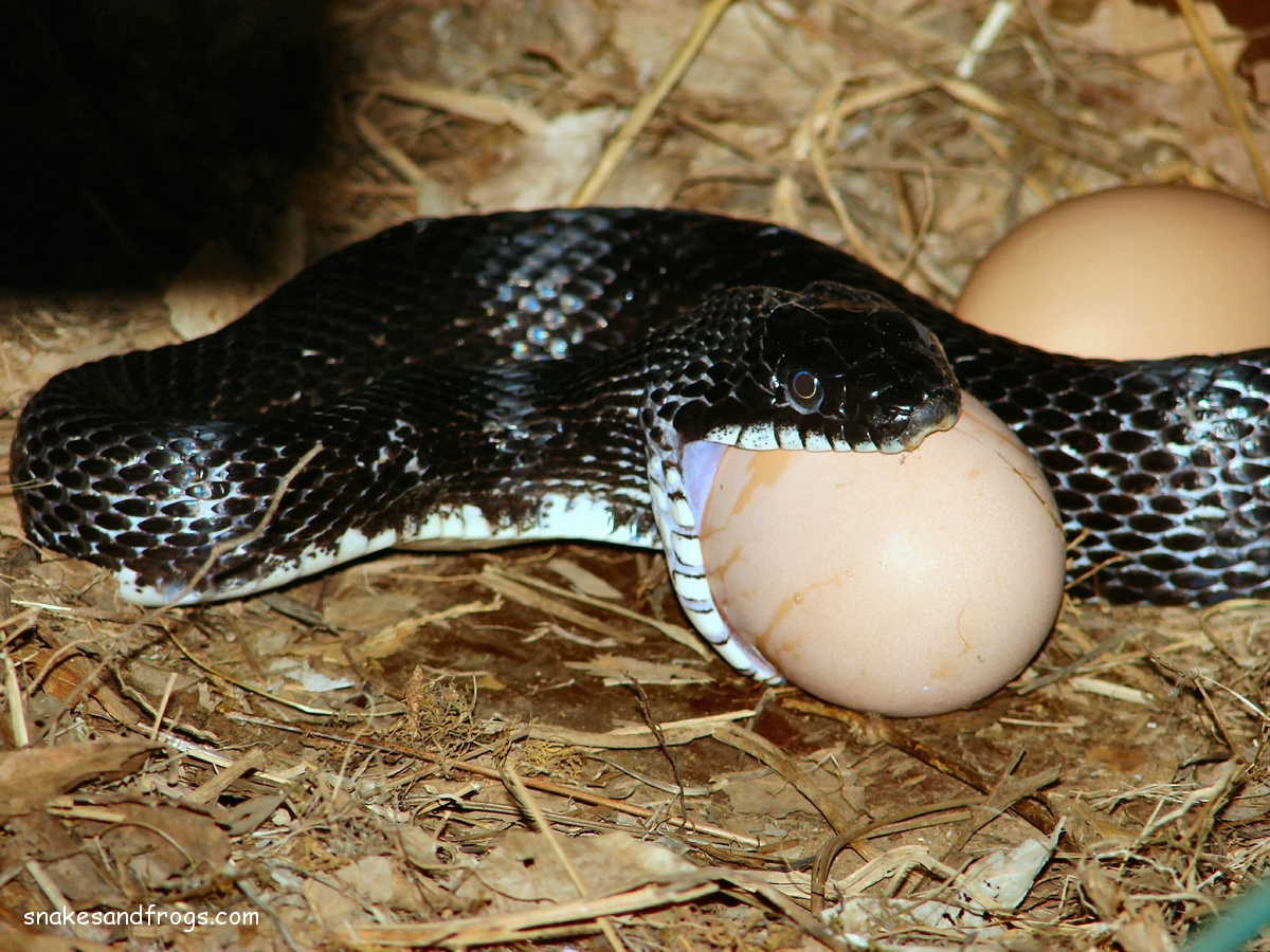 Eastern Rat Snake Page