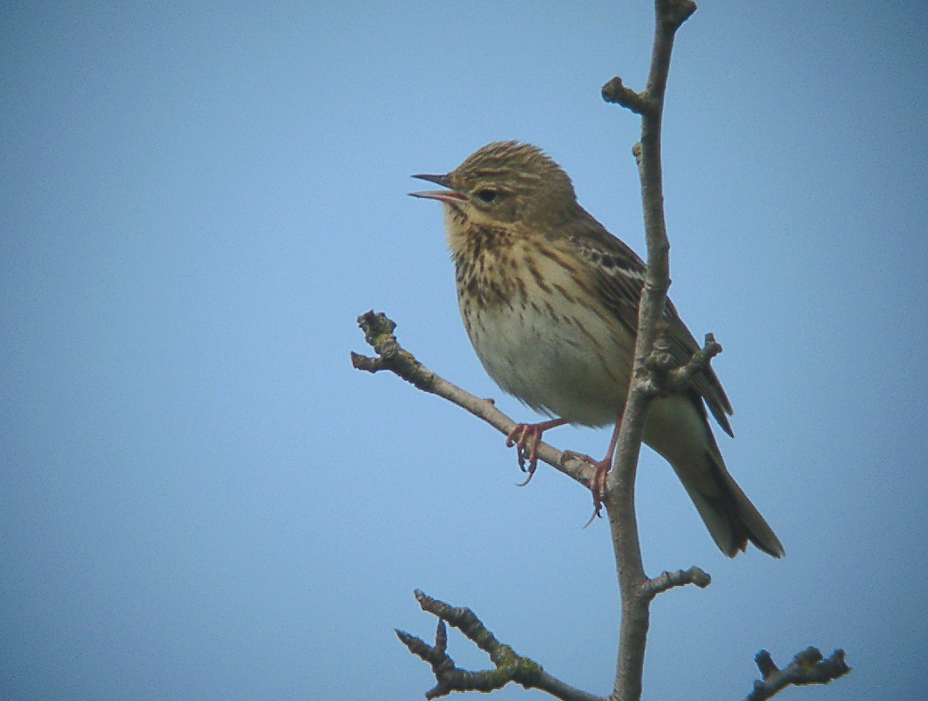 Tree Pipit photo: A bird singing | the Internet Bird Collection