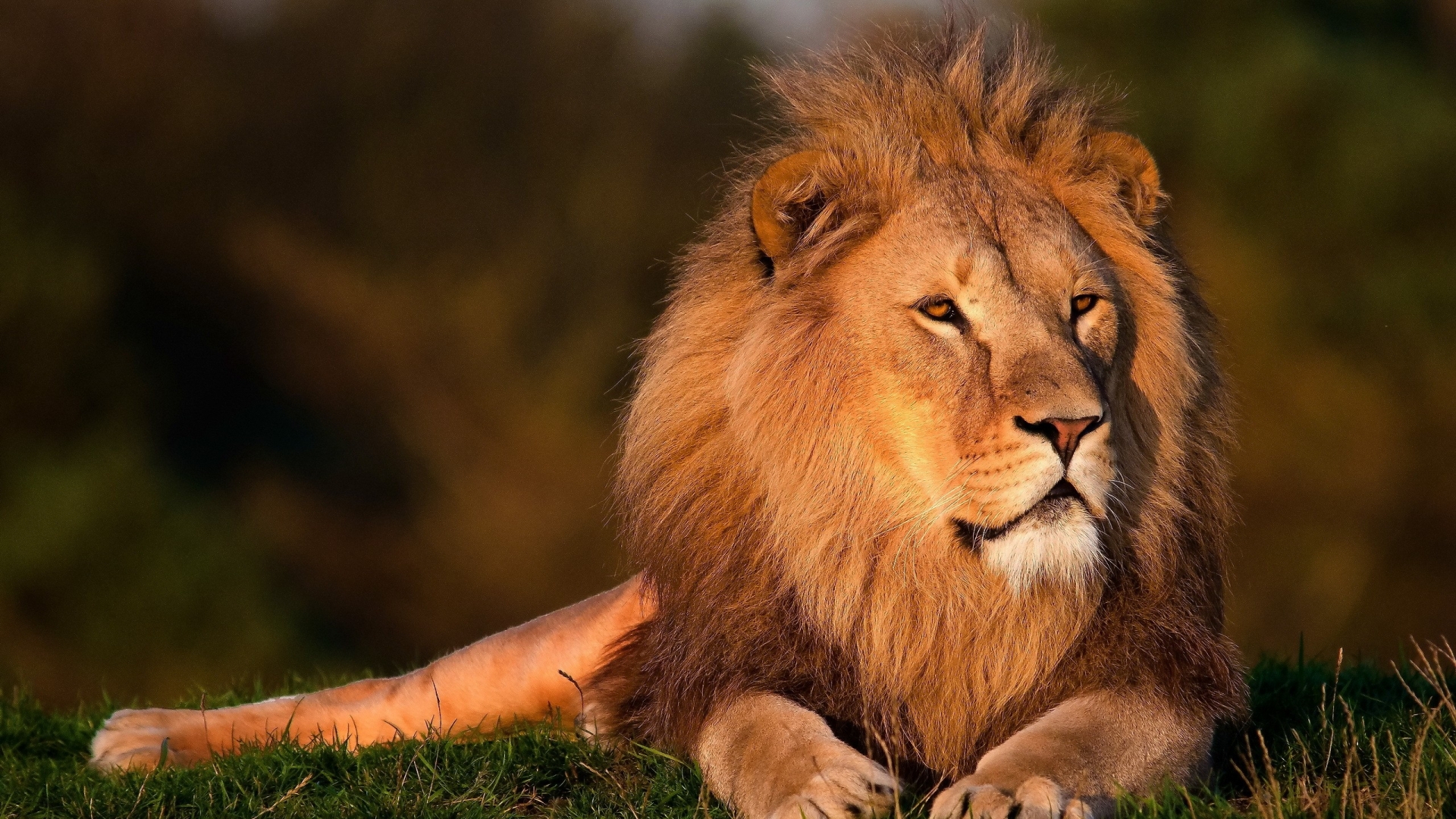 Download Lion African Face Wide S Wallpaper | Full HD Wallpapers