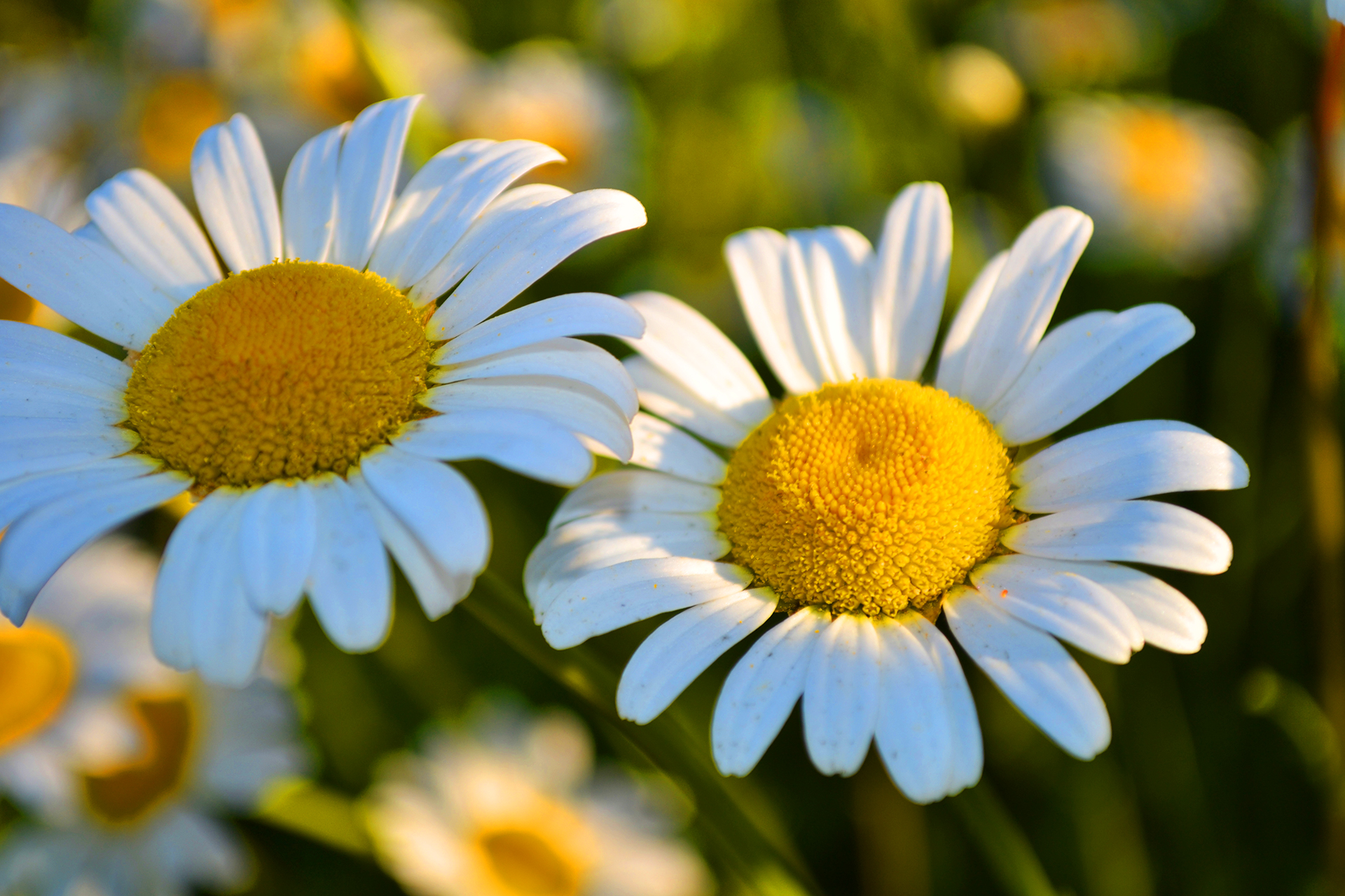 Daisies flowers #6927027