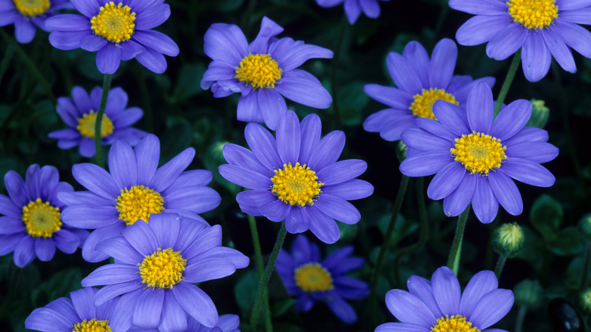 Daisies Wallpaper 1920x1080px #783804