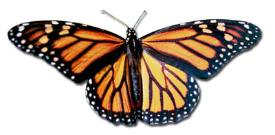 Live Monarch Butterfly Flock for Sale