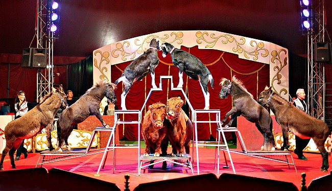 Have You Joined the Circus? | The Gem State Patriot