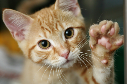 Supreme Court To Decide Scope of Cat's Paw in Employment Cases ...