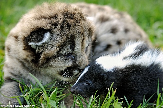Odor-able! The unlikely friendship between a lion cub and a skunk ...