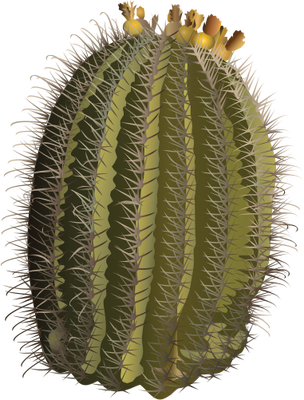 Ferocactus wislizeni (Fishhook Barrel Cactus) - Trees/Shrubs/Vines ...