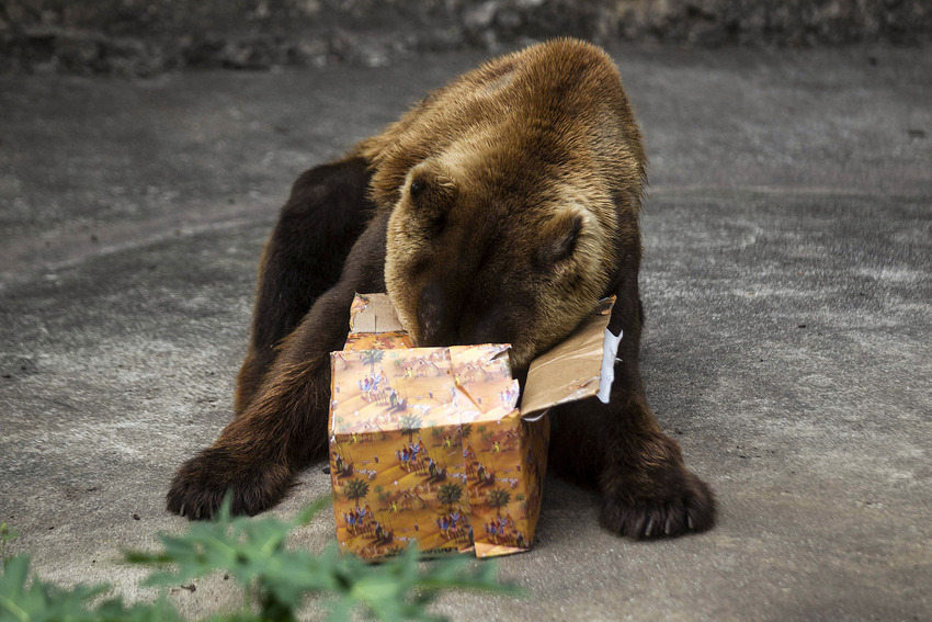 Zoo animals love getting presents as much as you do