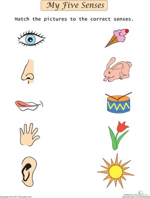 My Five Senses Match-Up | Worksheet | Education.com