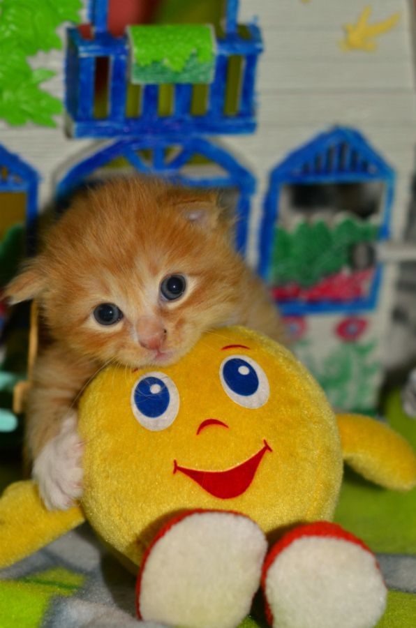 Even a Stuffed Smiley-face Can't Cheer This Sad Kitty Up ...