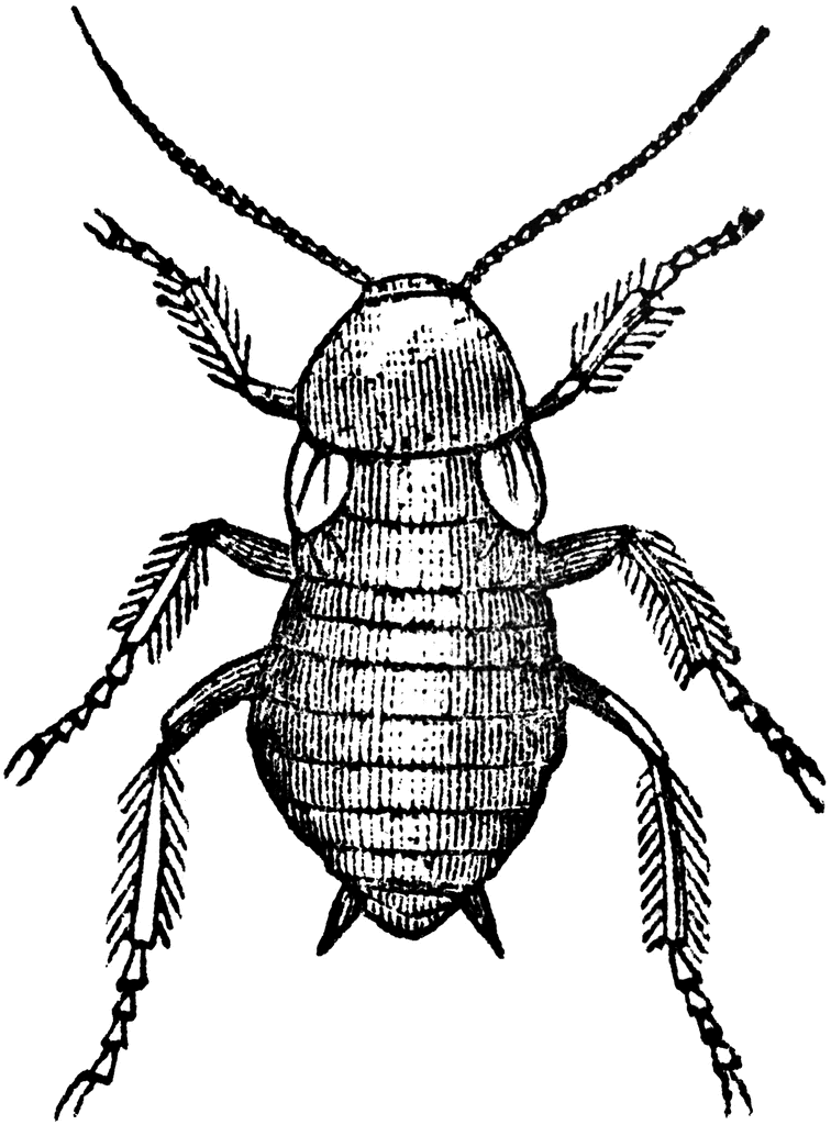 Female Cockroach | ClipArt ETC