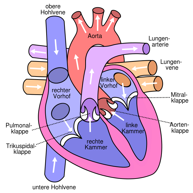 File:Diagram of the human heart (cropped) de.svg - Wikimedia Commons