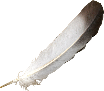 Feather PSD, vector files - VectorHQ.com