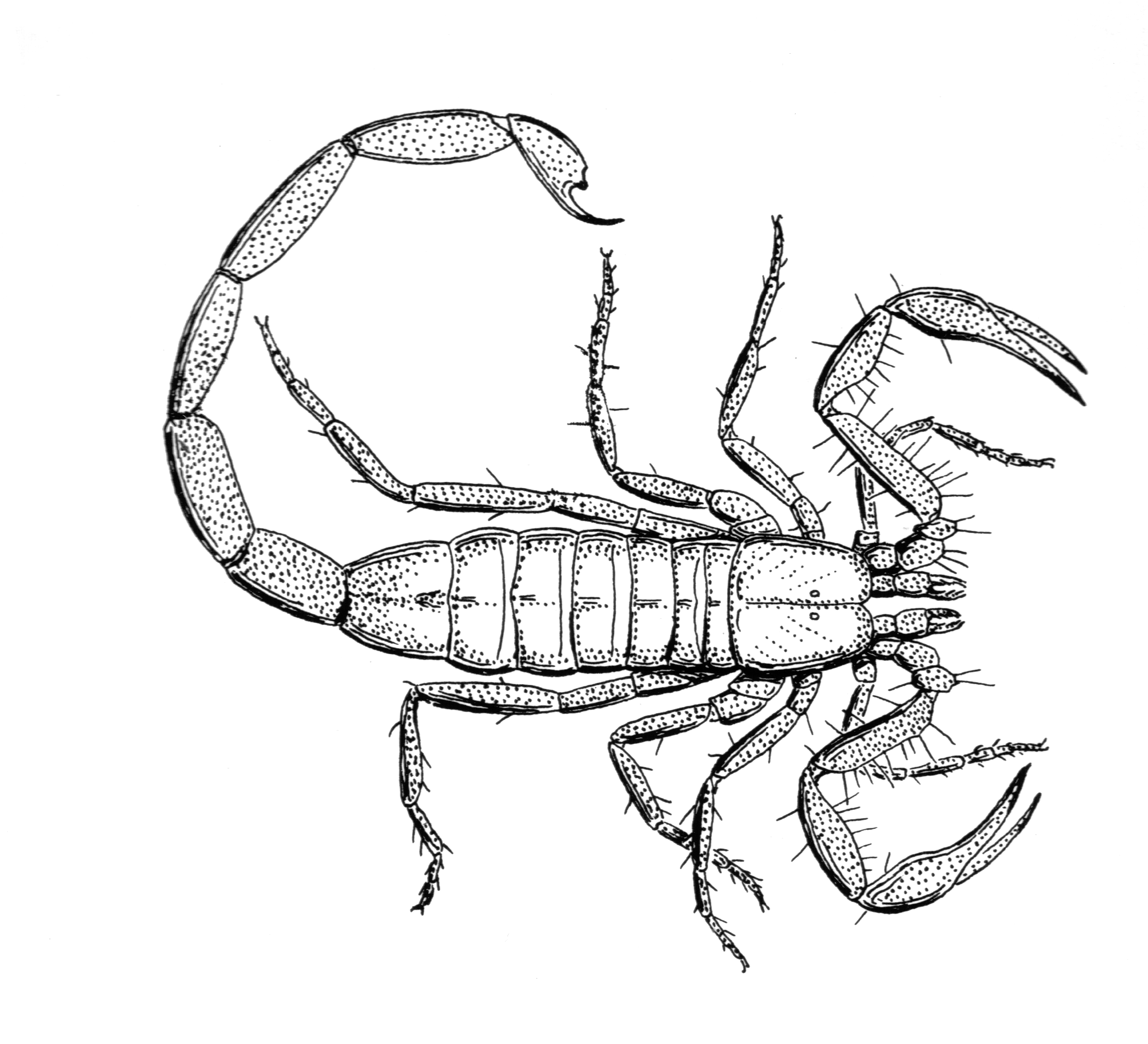File:PSF-scorpion.png - Wikimedia Commons