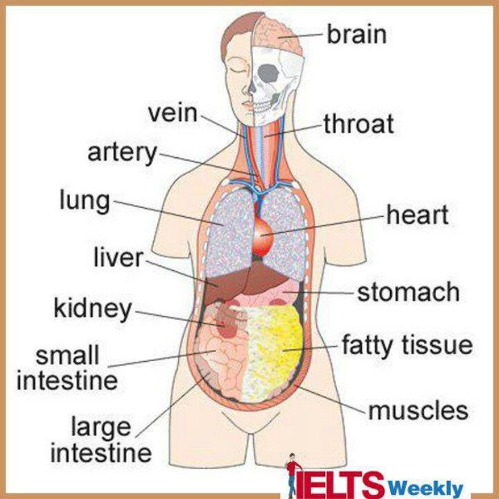 inner parts of the body in english. | english | Pinterest