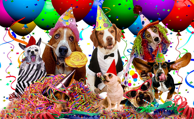 Dog Parties