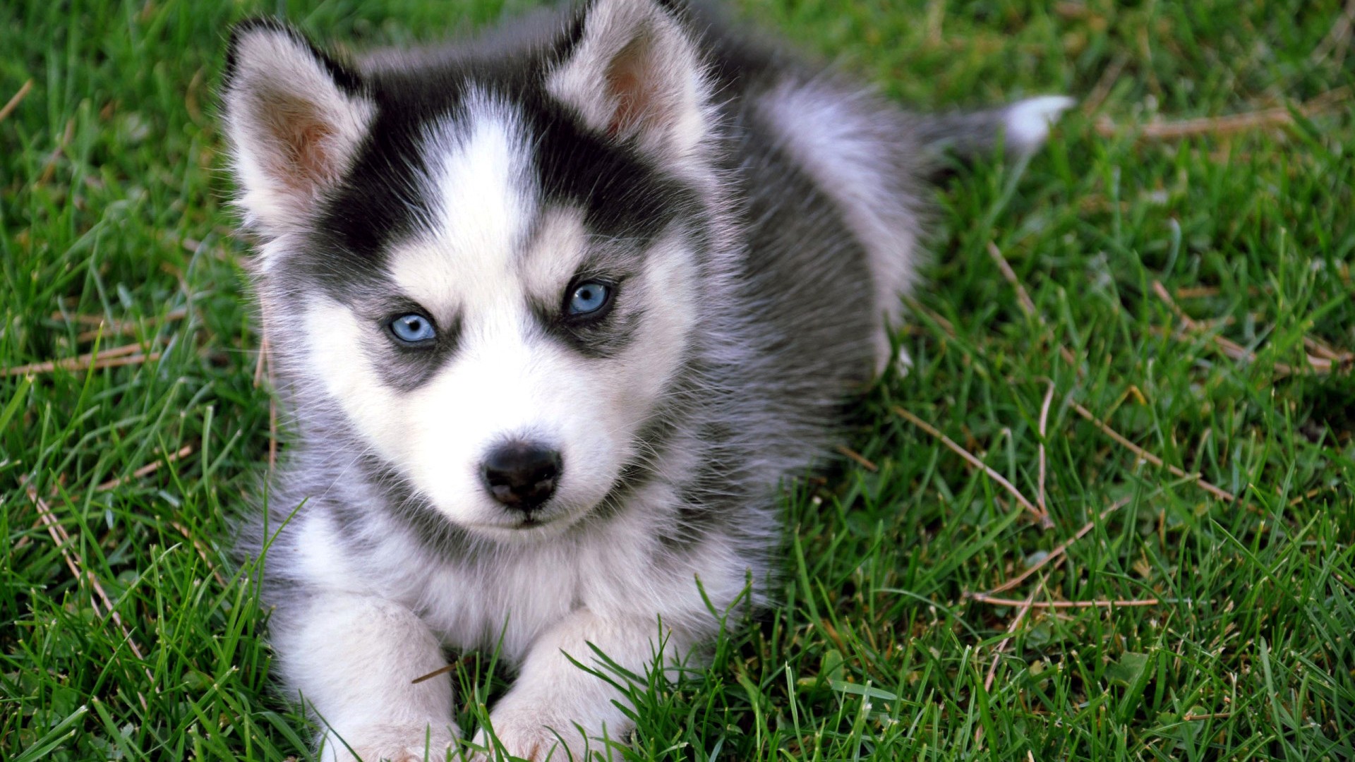 Dogs #6891162