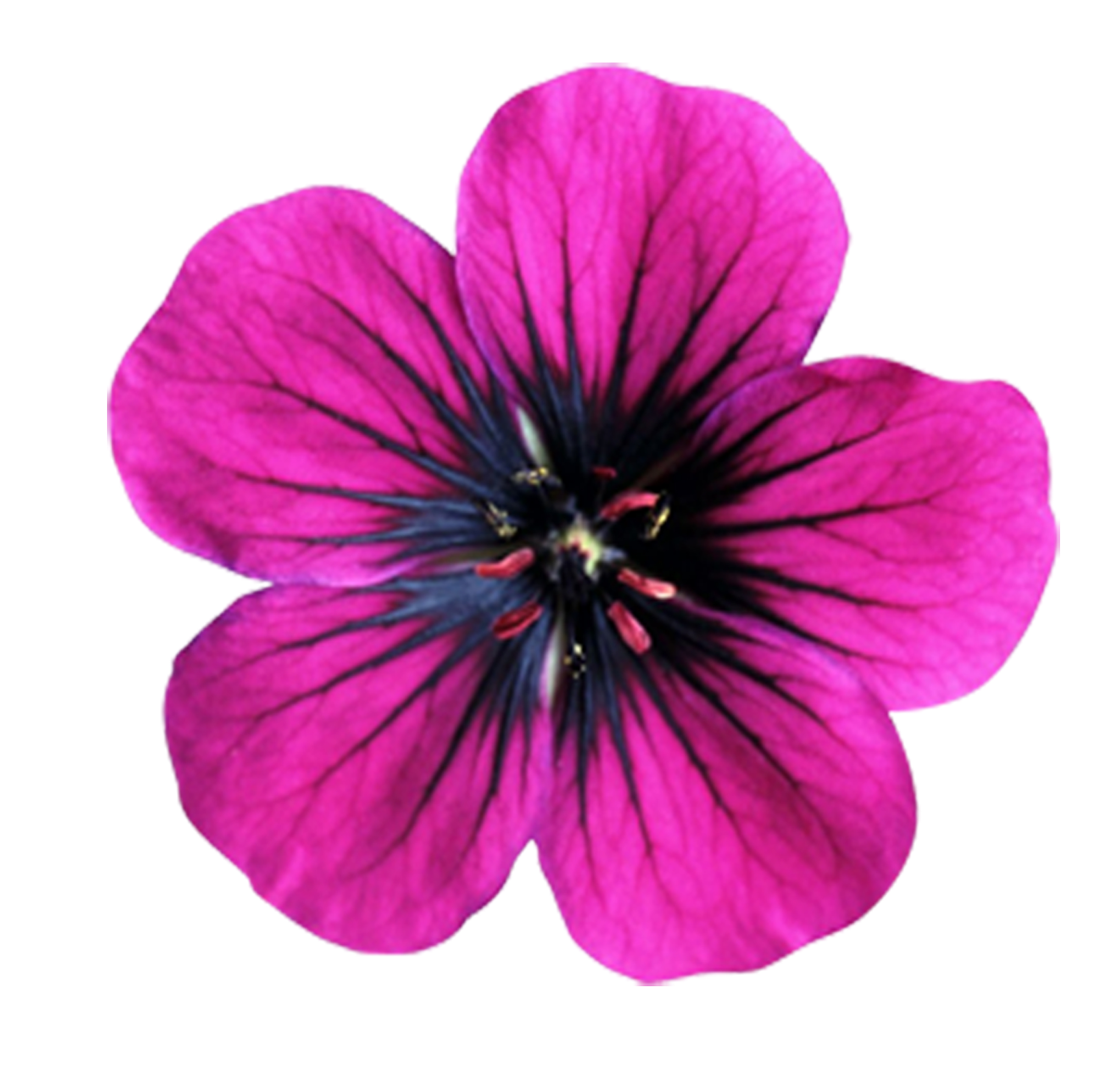 Pink Flower To Vector | Free Images at Clker.com - vector clip art ...