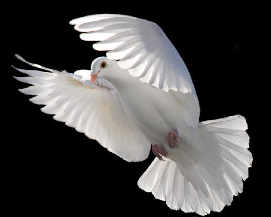 Funeral Doves, Wedding Dove Releases, White Dove Releases, white ...