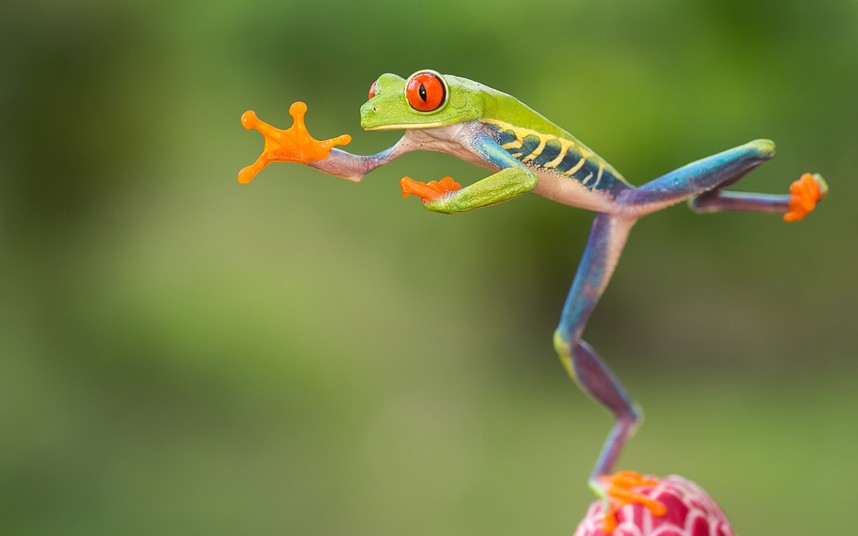 In pictures: Jumping red-eyed tree frogs of Costa Rica by Nicolas ...