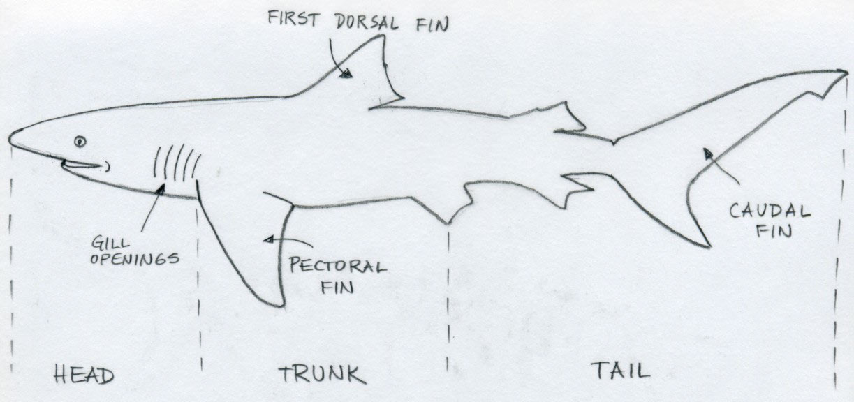 Draw Shark