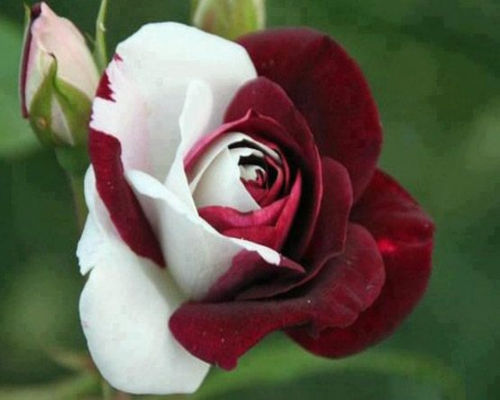 Red White Rose Flower Seeds Rose Seeds: Buy Online from ShopClues.com