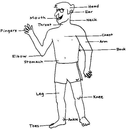 Parts of the Body