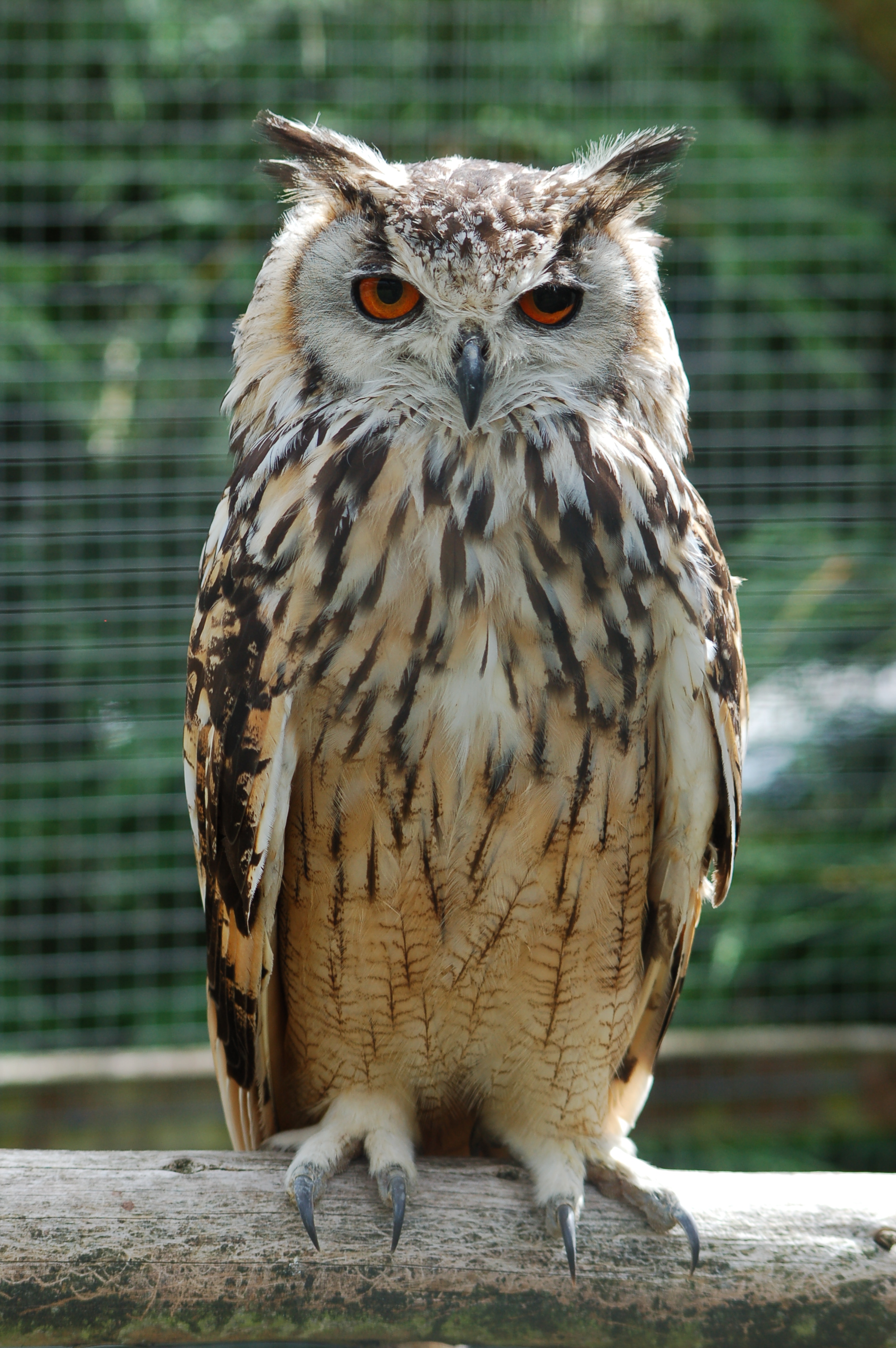 File:Bengalese Eagle Owl.jpg - Wikimedia Commons
