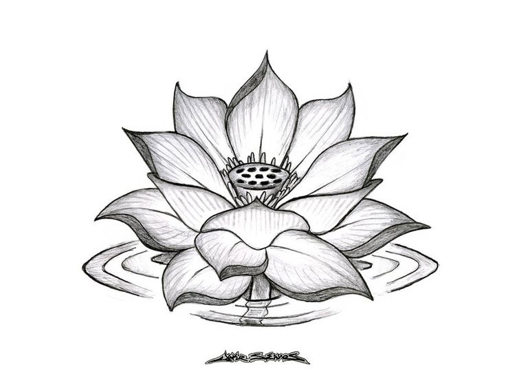 draw a flower | Lotus Flower by MuddyGreen | Kiddo Krafty | Pinterest